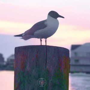 Fine Art Print - Chincoteague Seagul